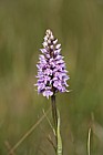 Dactylorhiza fuchsii Common Spotted-orchid