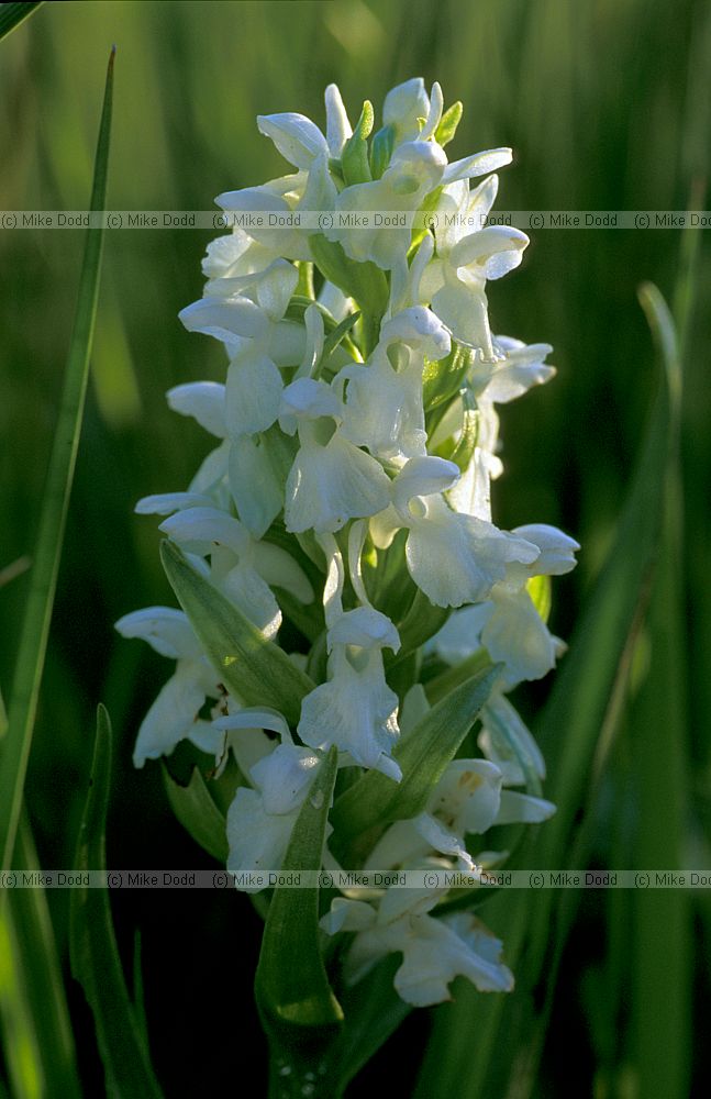 Dactylorhiza incarnata Early marsh orchid