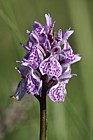 Dactylorhiza maculata Heath Spotted-orchid