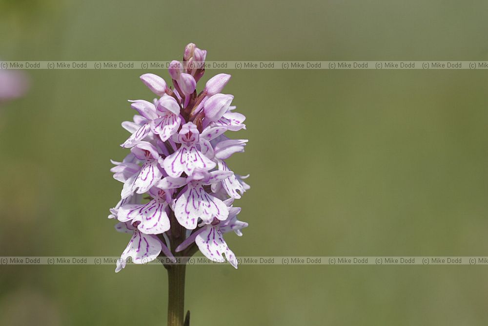 Dactylorhiza maculata Heath spotted orchid