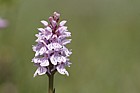 Dactylorhiza maculata Heath spotted orchid