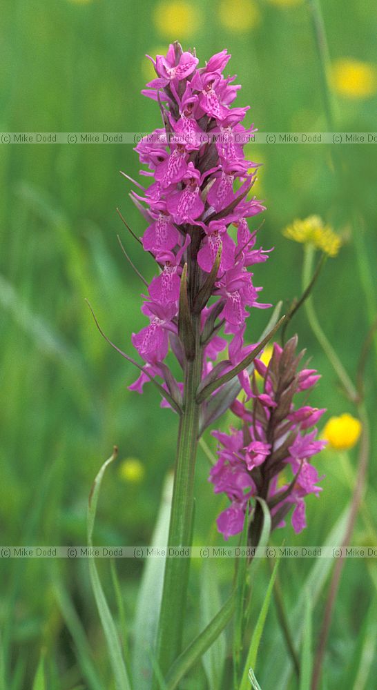 Dactylorhiza praetermissa Southern marsh orchid