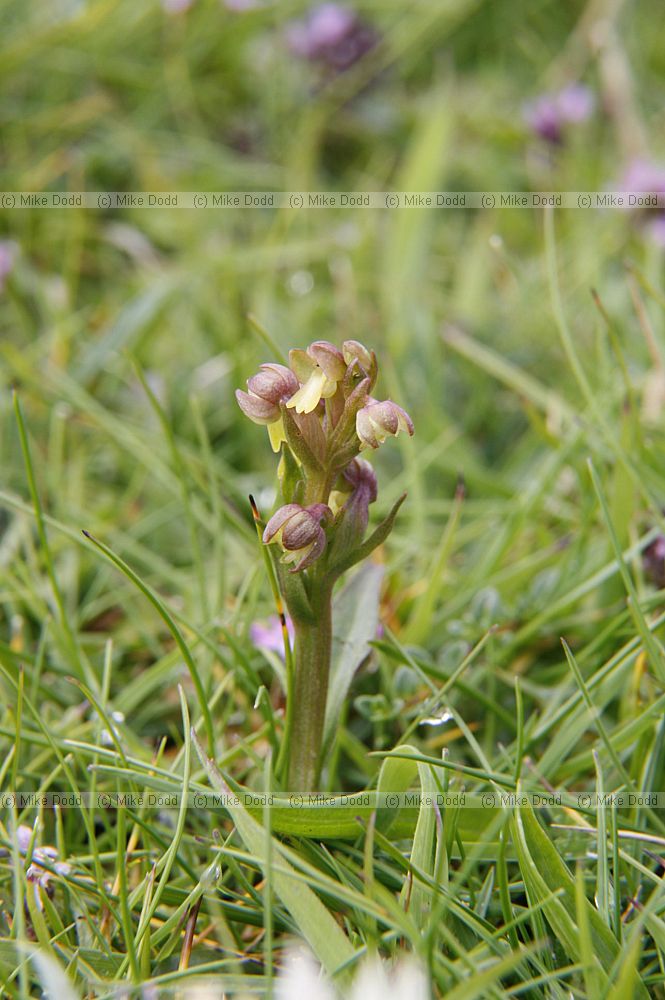 Coeloglossum viride Frog Orchid (now Dactylorhiza viridis)