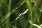 Danthonia decumbens Heath Grass