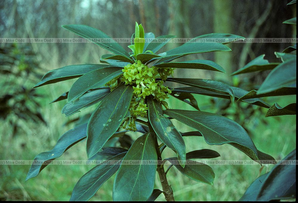 Daphne laureola Spurge-laurel