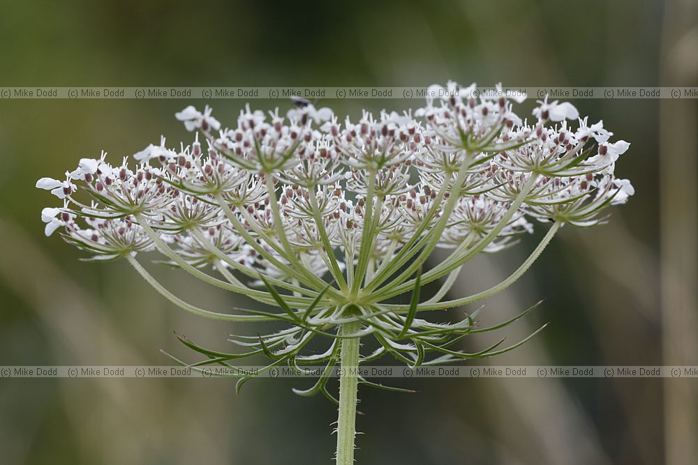 Daucus carota Wild carrot