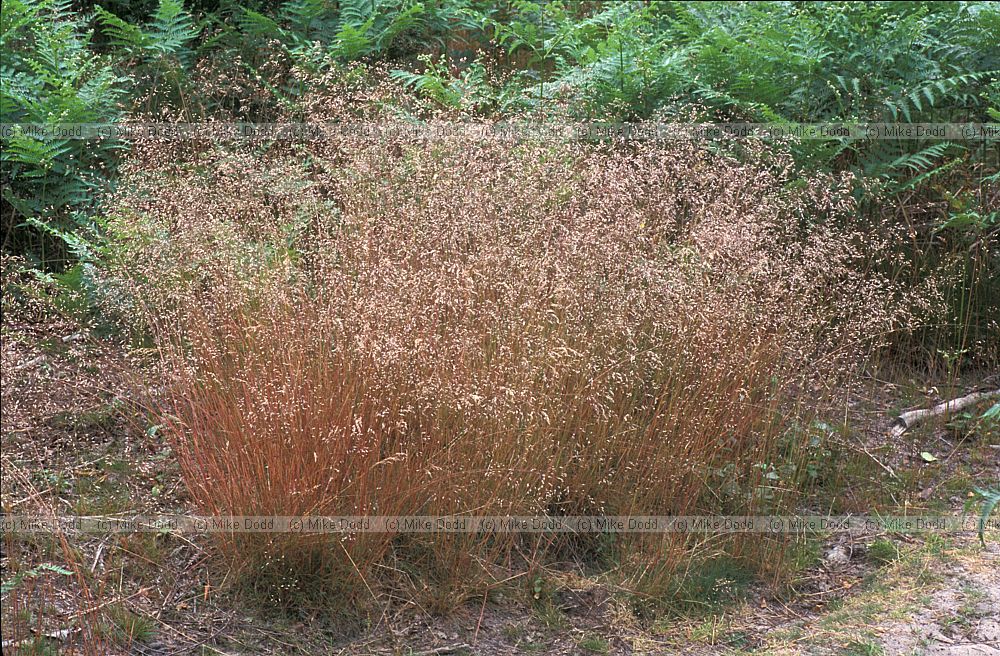 Deschampsia flexuosa Wavy Hair-grass