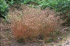 Deschampsia flexuosa Wavy Hair-grass