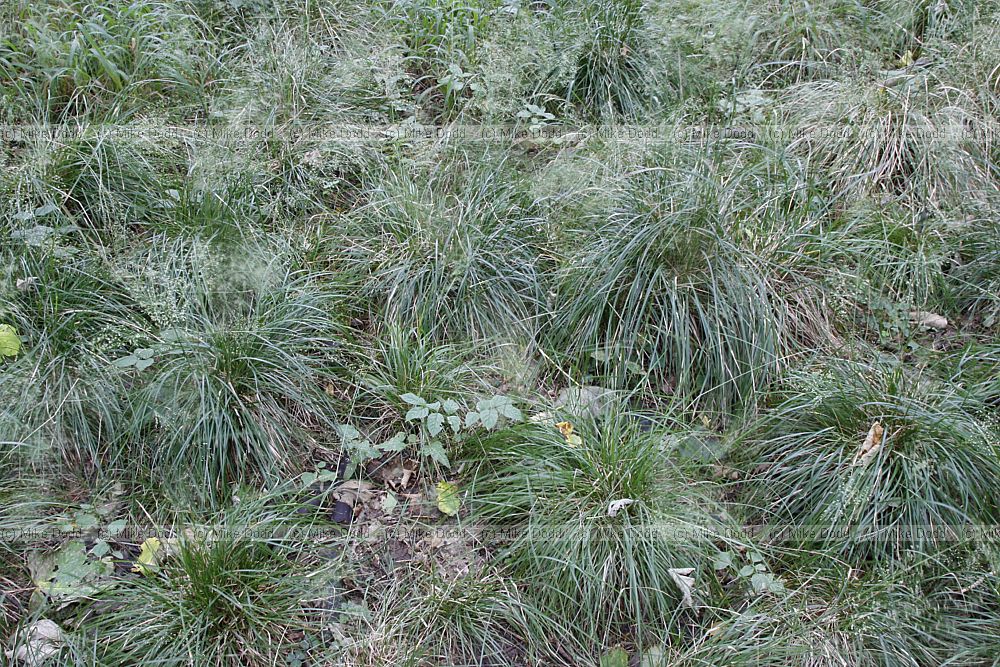 Deschampsia caespitosa var parviflora (?) Tufted hair grass