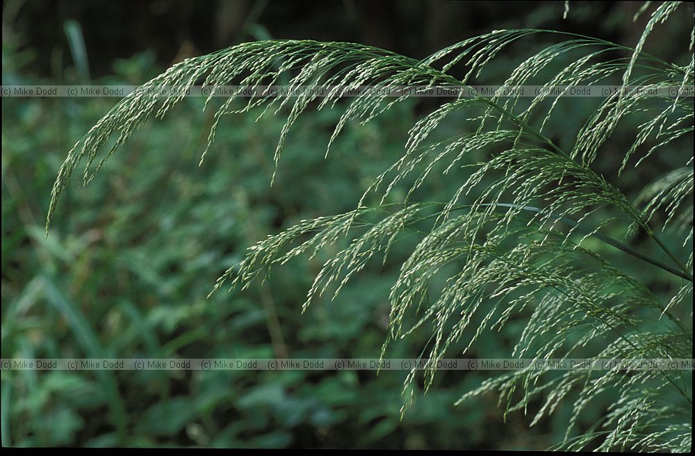 Deschampsia cespitosa Tufted Hair-grass