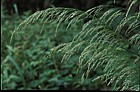 Deschampsia cespitosa Tufted Hair-grass