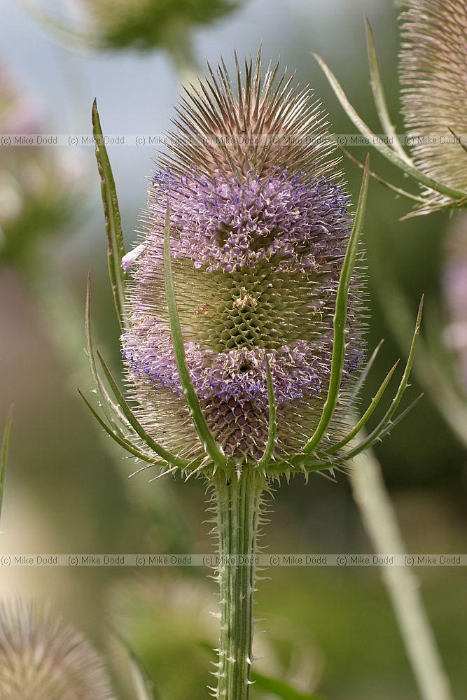 Dipsacus fullonum Teasel