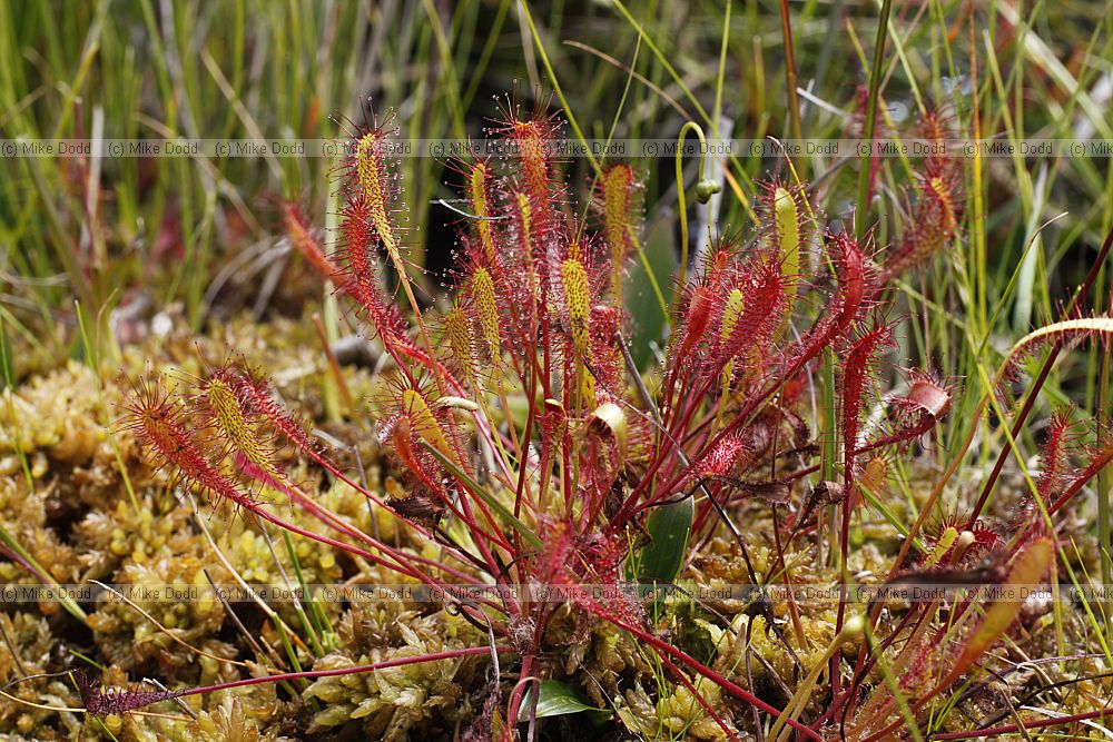 Drosera anglica Great Sundew