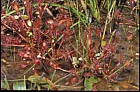 Drosera intermedia Oblong-leaved Sundew