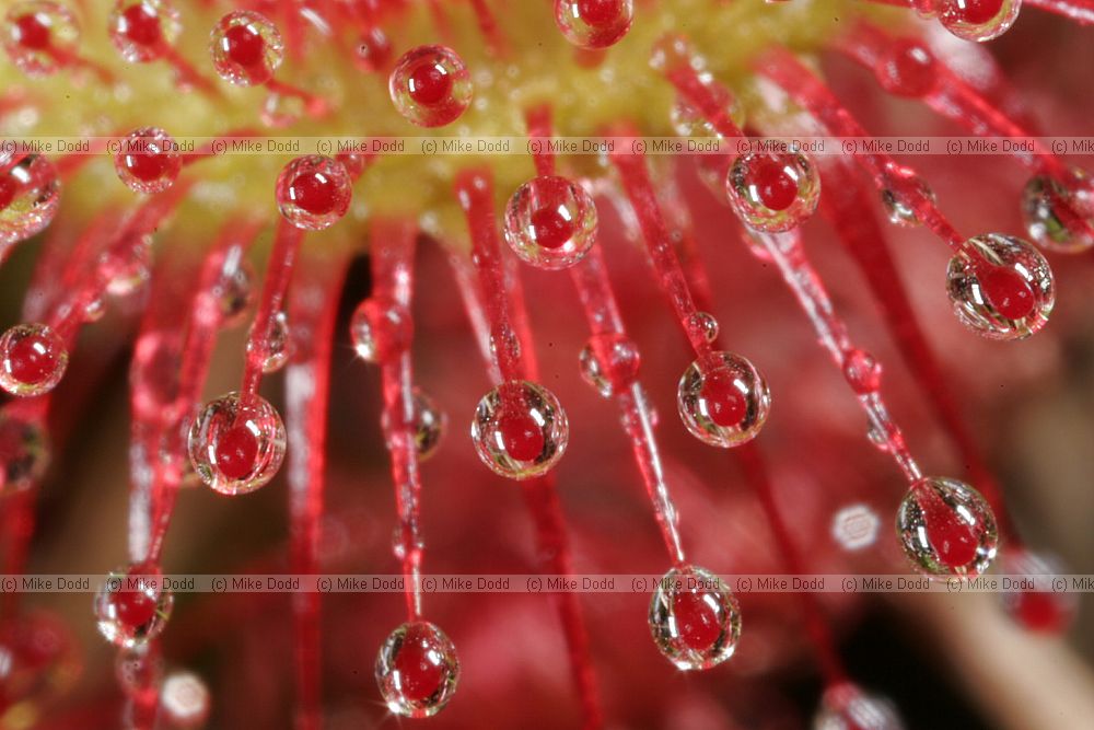 Drosera rotundifolia Round-leaved Sundew