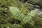 Dryopteris carthusiana Narrow buckler fern