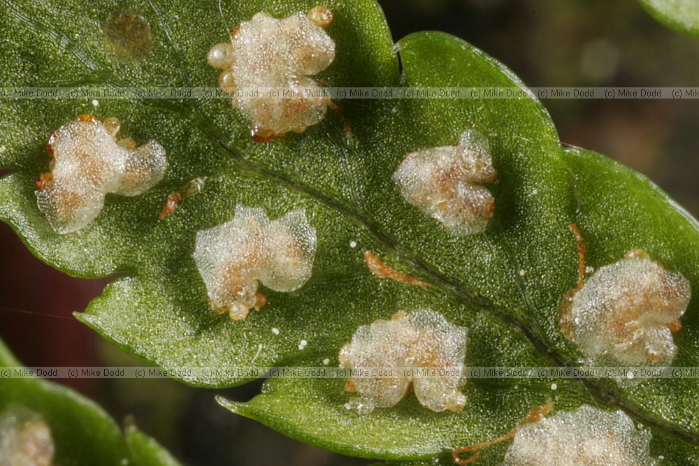 Dryopteris filix-mas Male fern (check)