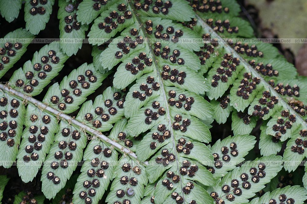 Dryopteris filix-mas Male fern leaflets with spores