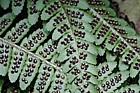 Dryopteris filix-mas Male fern leaflets with spores