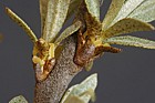 Elaeagnus rhamnoides Sea-buckthorn female flowers