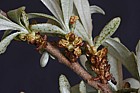 Elaeagnus rhamnoides Sea-buckthorn male flowers