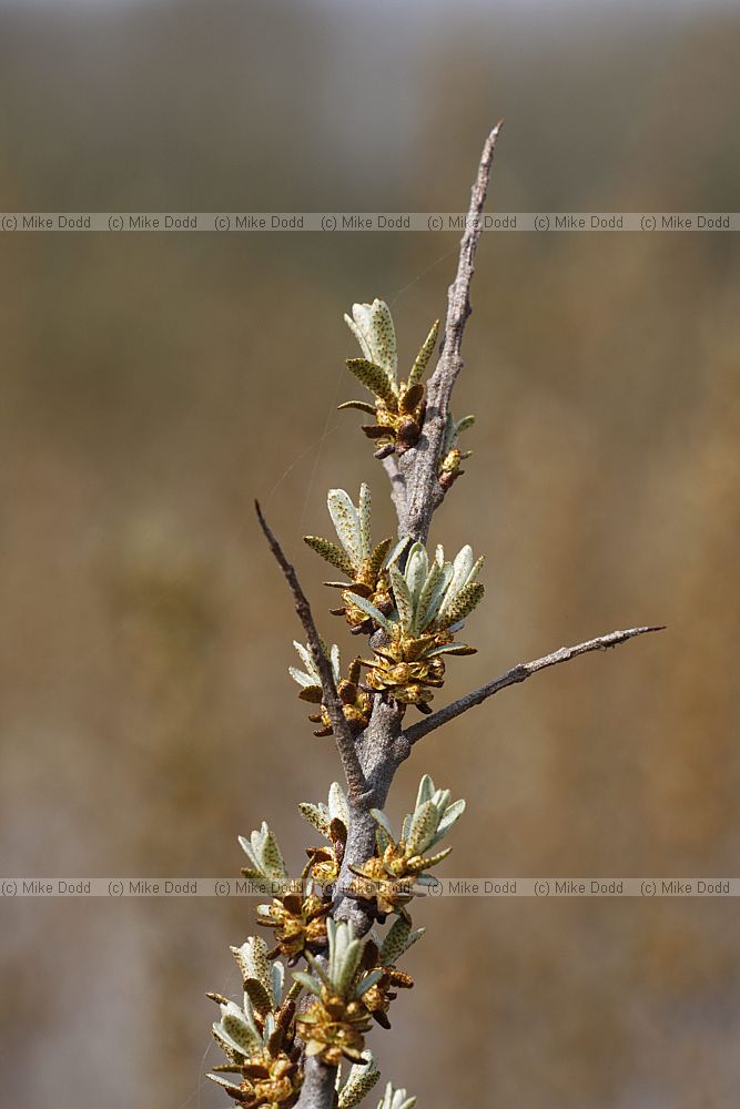 Hippophae rhamnoides Sea-buckthorn