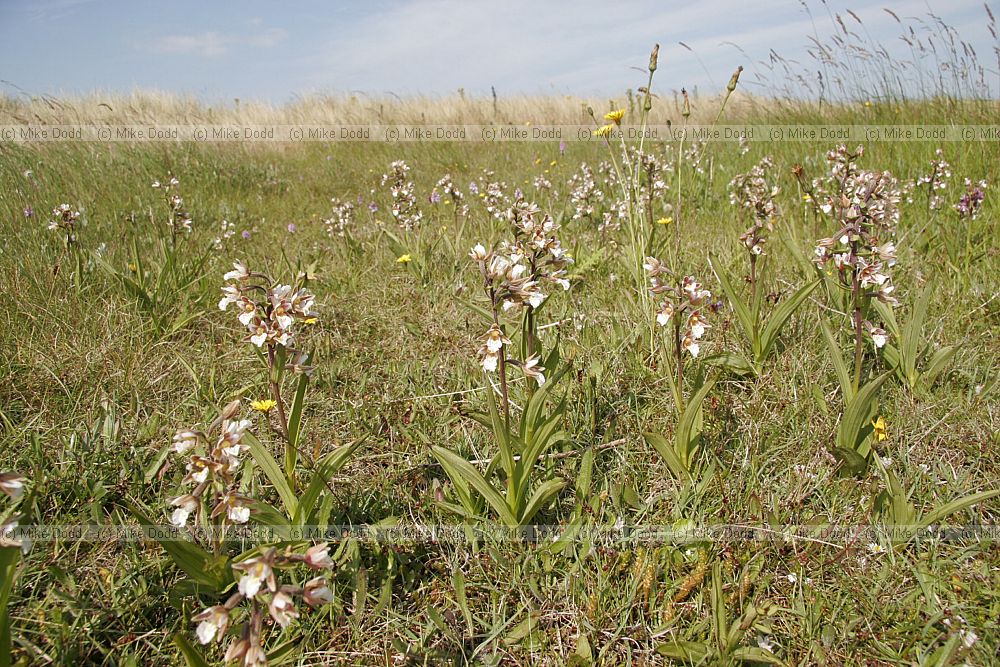 Epipactis palustris Marsh helleborine