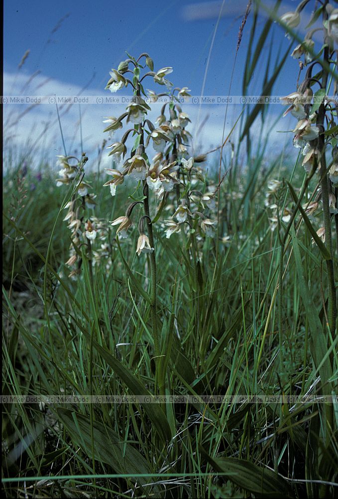 Epipactis palustris Marsh Helleborine
