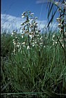 Epipactis palustris Marsh Helleborine