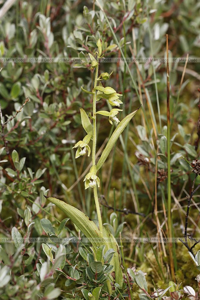 Epipactis sancta Lindisfarne Helleborine