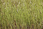 Equisetum fluviatile Water Horsetail