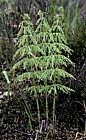 Equisetum sylvaticum Wood Horsetail