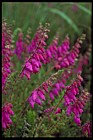 Erica ciliaris Dorset Heath