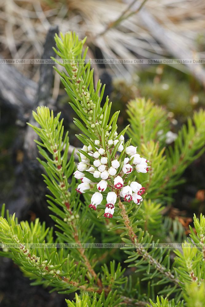 Erica vagans Cornish Heath