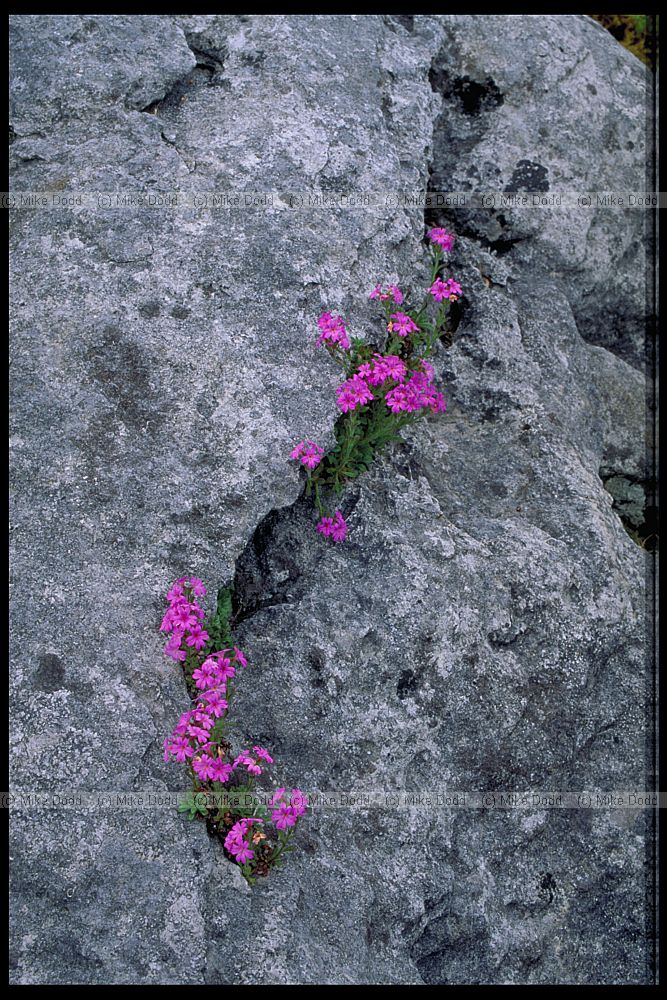 Erinus alpinus Fairy Foxglove