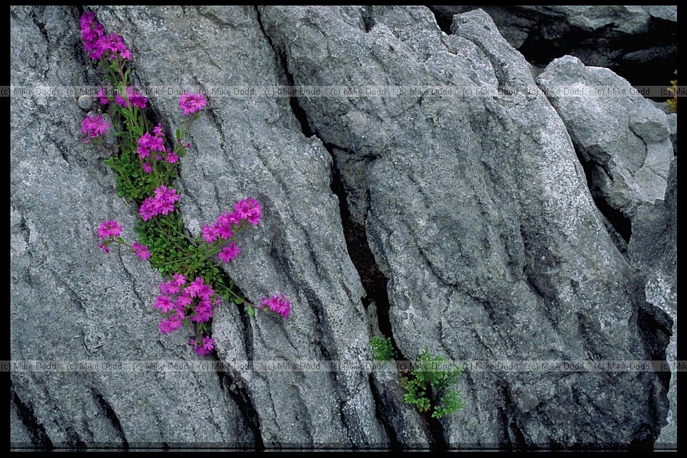 Erinus alpinus Fairy Foxglove