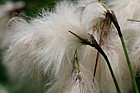 Eriophorum Cotton Grass