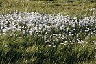 Eriophorum angustifolium Common Cotton-grass