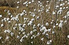 Eriophorum vaginatum Haresfoot Cotton-grass