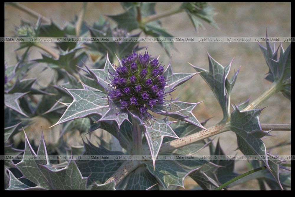 Eryngium maritimum Sea Holly