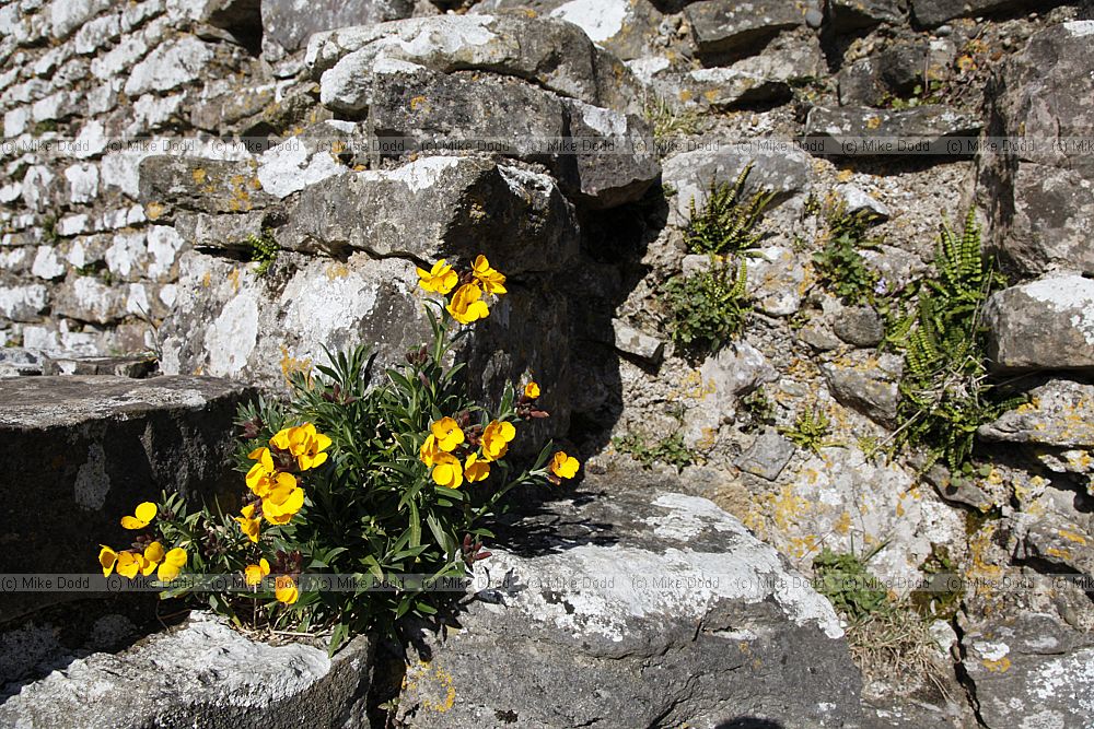 Erysimum cheiri Wallflower