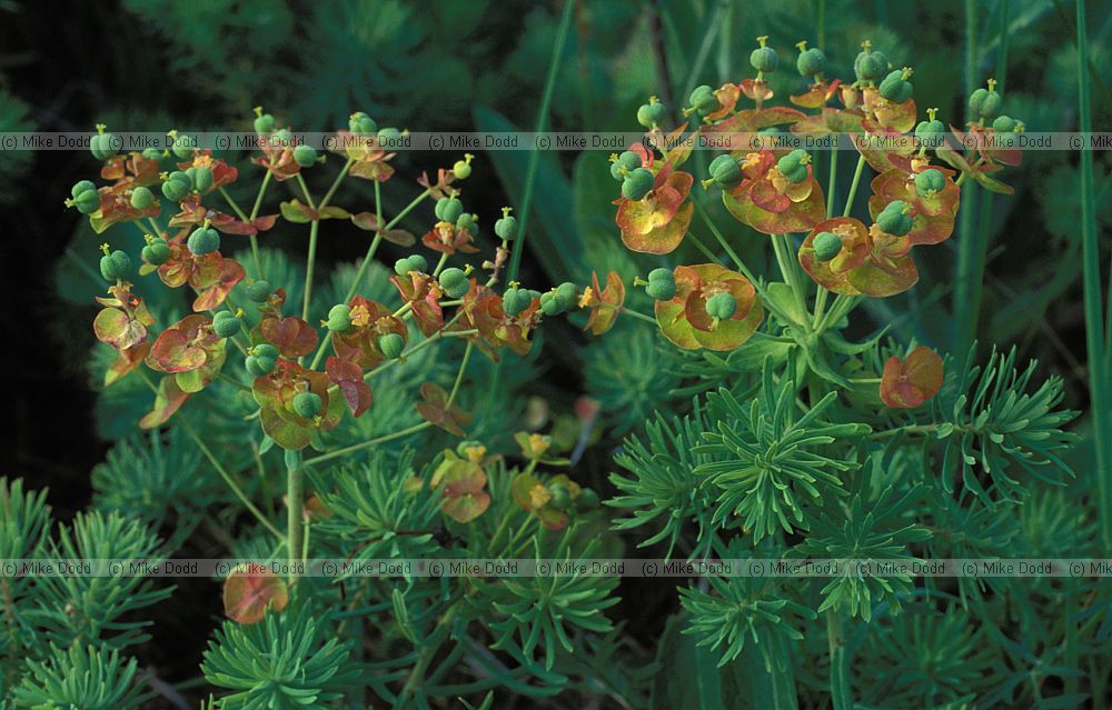 Euphorbia cyparissias Cypress Spurge