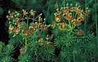 Euphorbia cyparissias Cypress Spurge