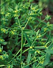 Euphorbia exigua Dwarf Spurge