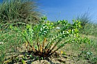 Euphorbia paralias Sea spurge