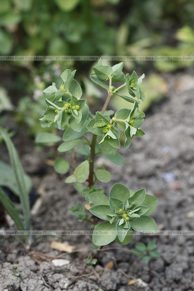 Euphorbia peplus Petty Spurge
