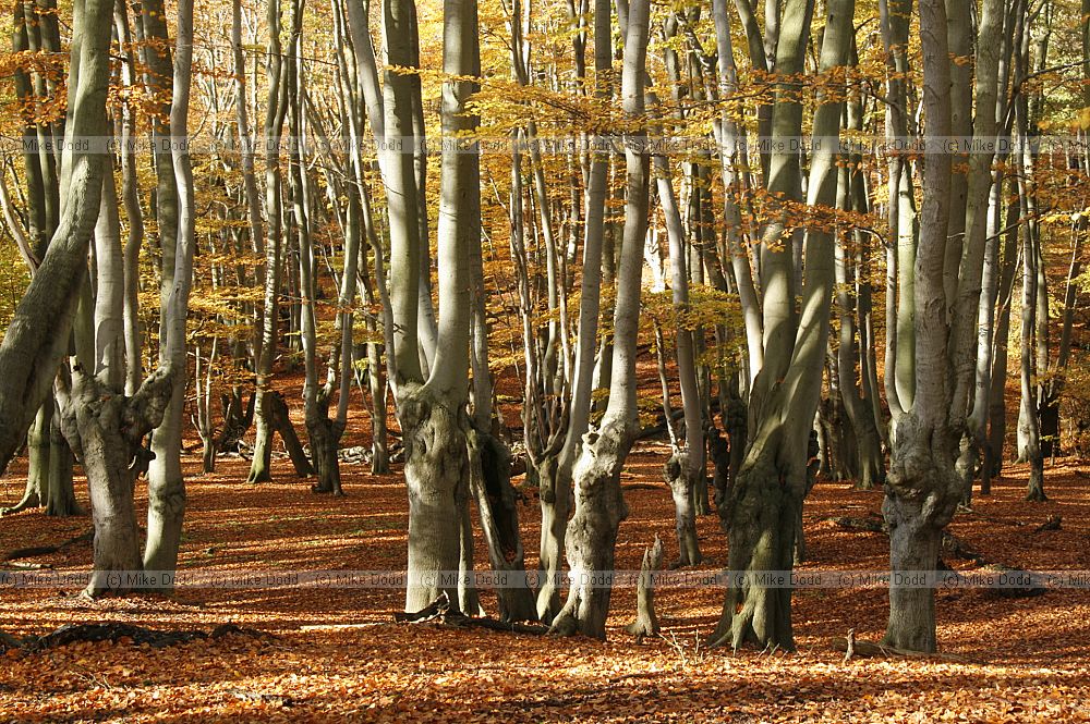 Fagus sylvatica Beech trees pollarded in Epping forest with autumn colour