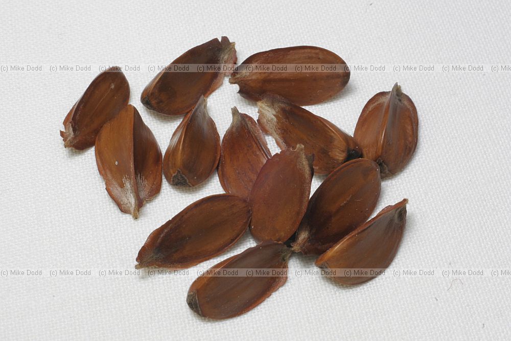 Fagus sylvatica Beech masts seeds