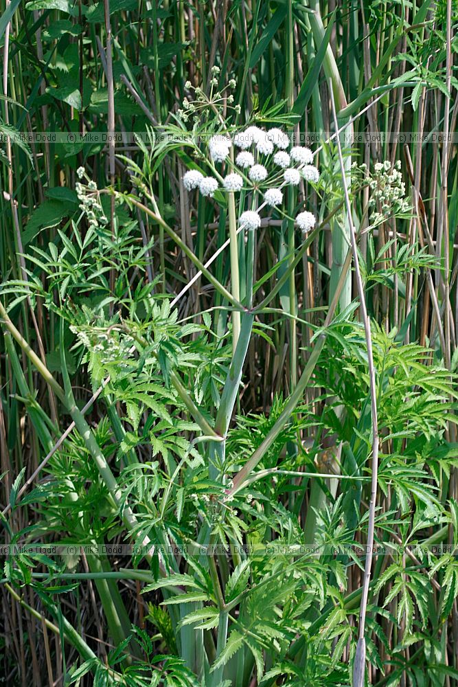 Falcaria vulgaris Longleaf