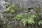 Cystopteris fragilis Brittle Bladder fern Asplenium scolopendrium Harts tongue fern Asplenium trichomanes Maidenhair spleenwort Dryopteris filix-mas Male fern